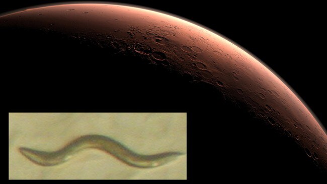 Rundorm nøkkelen til å leve på Mars? (Foto: NASA/JPL/Wikimedia Commons) Rundorm nøkkelen til å leve på Mars? (Foto: NASA/JPL/Wikimedia Commons)