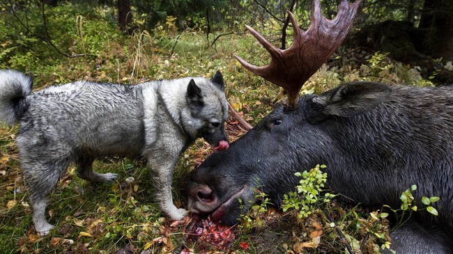 Elgjakt (Foto: Kallestad, Gorm/SCANPIX)