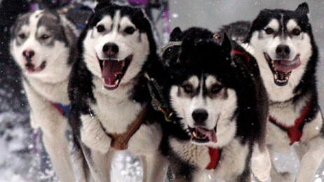 Husky (Foto: MATTHIAS RIETSCHEL/AP) Husky (Foto: MATTHIAS RIETSCHEL/AP)
