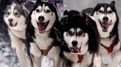 Husky