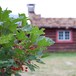 Sota Sæter