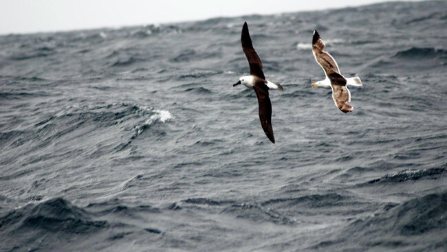 Albatross (Foto: Thomassen, Bjørn/SCANPIX) Albatross (Foto: Thomassen, Bjørn/SCANPIX)