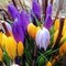 A for arboret: Gå en tur blant vakre blomster. 