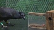 Problemløser'n - Promosnutt fra Newton 23.10.2011: En smart kråke løser et hinder, og får tak i godbiten til slutt.
Klippet er tatt fra dokumentaren: A Murder of Crows
Copyright: Off the Fence
Må ikke brukes om igjen pga rettigheter.
