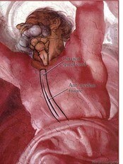 Detalj fra det sixtinske kapell: Gud skiller natt fra dag (Foto: Copyright (C) by the Congress of Neurological Surgeons)