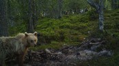 Kadaveret lukter godt