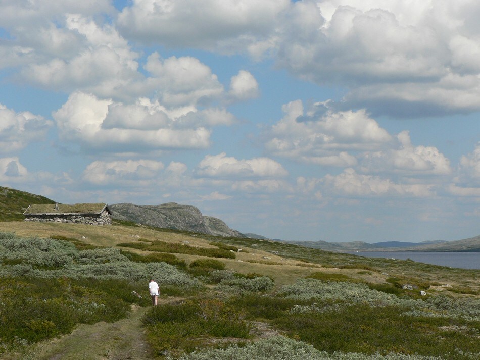 Ulvelilægret