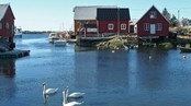 Svaner på havna i Bud, Fræna
