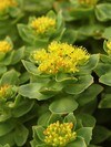 Rosenrot (Rhodiola rosea) (Foto: Knut-Sverre Horn) Rosenrot (Rhodiola rosea) (Foto: Knut-Sverre Horn)