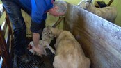 Slik lures sauemamma til å tro at lammet er hennes eget - Det er ei hektisk tid i mange sauefjøsar no. NRK Møre og Romsdal besøkte Skulegarden i Norddal like før jul for å få med seg veren sine aktivitetar i fjøsen. No er resultatet i ferd med å vise seg..