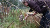 Rådyrkje fikk nytt hjem - Et rådyrkje som ble født under dramatiske omstendigheter på Sørlandet har fått et nytt hjem i Namsskogan Familiepark