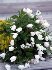 Blomsterbukett med kvitveis og maigull (Foto: Trude Haug) Blomsterbukett med kvitveis og maigull (Foto: Trude Haug)
