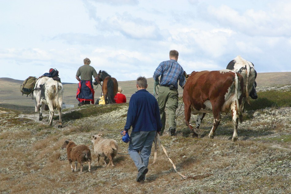 Buføring til Rauhelleren