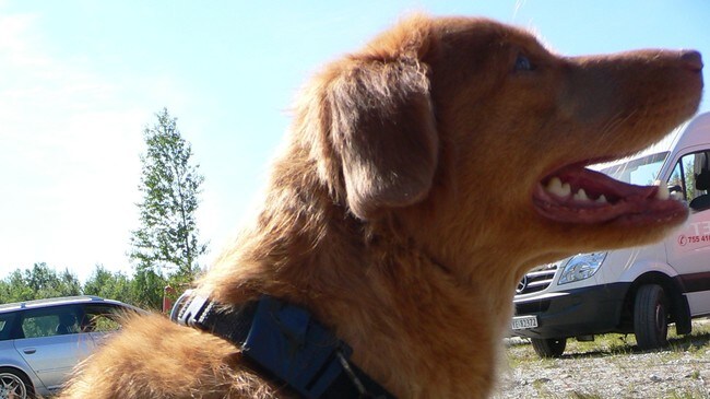 Redningshund (Foto: Ove Ronny haraldsen/NRK)