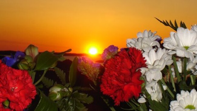 Blomster i solnedgang (Foto: Reidun Gørbitz Konglevoll) Blomster i solnedgang (Foto: Reidun Gørbitz Konglevoll)