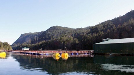 Lakseoppdrett i British Columbia (Foto: Dan Robert Larsen/NRK)