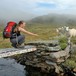 Trivelig møte med sauene som beiter i Bergsdalen