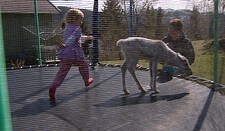 Video Reinkalv på trampoline (Foto: Nyhetsspiller) Video Reinkalv på trampoline (Foto: Nyhetsspiller)