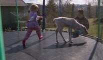 Video Reinkalv på trampoline (Foto: Nyhetsspiller)