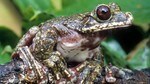 Rabbs Fringe-limbed Treefrog