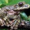 Bygging av luksuriøse fritidsboliger og en sopp som ødelegger trærne i Panama truer denne froskens artsfrender. «Rabb’s fringe-limbed treefrog» er det engelske navnet. Bygging av luksuriøse fritidsboliger og en sopp som ødelegger trærne i Panama truer denne froskens artsfrender. «Rabb’s fringe-limbed treefrog» er det engelske navnet.