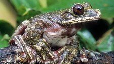 Rabbs Fringe-limbed Treefrog (Foto: IUCN, Brad Wilson/Scanpix/AP) Rabbs Fringe-limbed Treefrog (Foto: IUCN, Brad Wilson/Scanpix/AP)