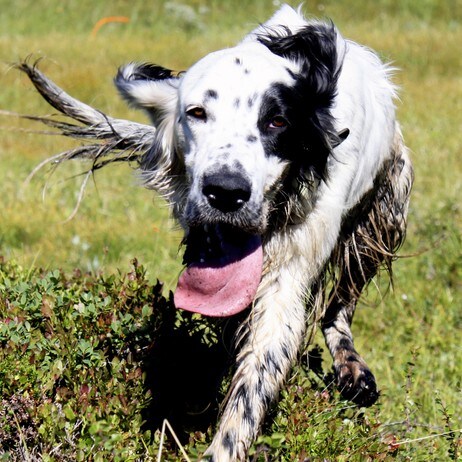 Hund (Foto: Linn Simonsen)