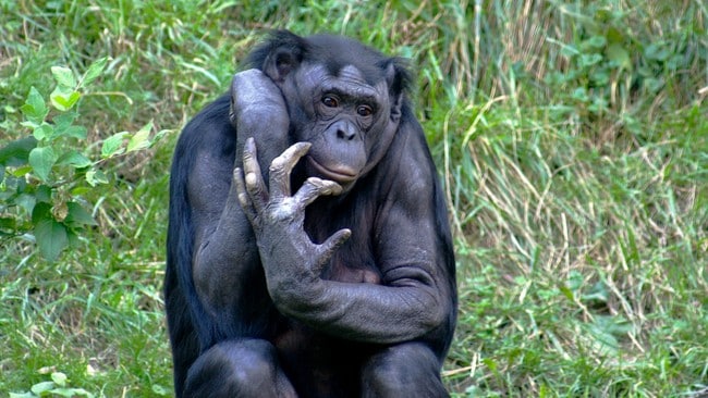 Bonobo (Foto: Kabir Bakie/Wikimnedia Commons) Bonobo (Foto: Kabir Bakie/Wikimnedia Commons)