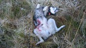 Hund drept av ulv