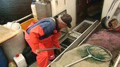Rapport om fiske i sør - En ny rapport om fiskeri og fiskeressurser i Skagerak, ble overlevert fiskeriministeren i dag. Det må reguleringer til, dersom fiskeressursene skal holde, også i fremtiden, er en av konklusjonene i rapporten.
