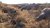 Jakt på kortnebbgås - NINA og Innherred grunneierlag samarbeider om å forbedre jakt på kortnebbgås.