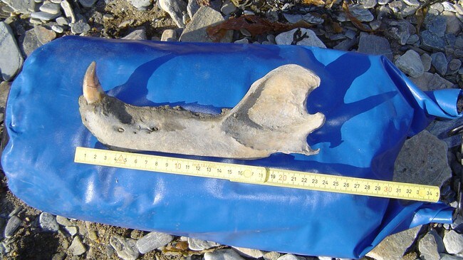 I 2004 ble det funnet en meget godt bevart fossil isbjørnkjeve på Svalbard (Foto: Olafur Ingólfsson / UNIS/Scanpix) I 2004 ble det funnet en meget godt bevart fossil isbjørnkjeve på Svalbard (Foto: Olafur Ingólfsson / UNIS/Scanpix)