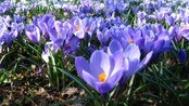Krokus i Slottsparken