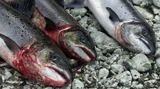 Laks (Foto: Gorm Kallestad/NRK)