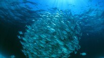Fiskestim (Foto: SCOTT TUASON/AFP)