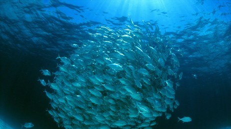 Fiskestim (Foto: SCOTT TUASON/AFP)
