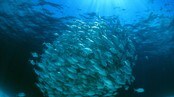 Fiskestim