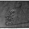 Profile of Duchamp, Sunflower Seeds Profile of Duchamp, Sunflower Seeds