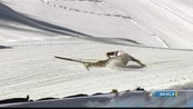 Cologna falt - Dario Cologna klarte ikke å holde seg på bena under en utforkjøring.