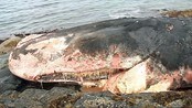 Strandet hval stinker - Ved Skrolsvik i Tranøy på Senja har en stor død kval drevet i land på en holme. Kvalen er 12 - 14 meter lang og trolig en spermasettkval. 