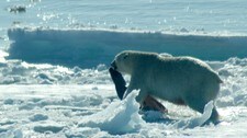 Bear eating seal (Foto: Ester Serrão)