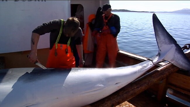 Hvalfangst i Vestfjorden (Foto: Kari Skeie/NRK) Hvalfangst i Vestfjorden (Foto: Kari Skeie/NRK)