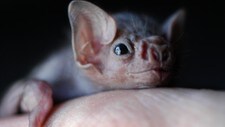 Flaggermusbaby (Foto: JAKE SCHOELLKOPF/AP)