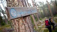 Følg Spikern mot Sverige