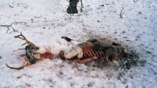 Død rein (Foto: Gunn Langaas)