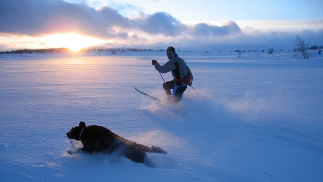 Hund i løssnø (Foto: Guro Frostestad) Hund i løssnø (Foto: Guro Frostestad)