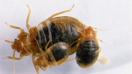 Veggdyr (Foto: Anticimex)