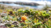 HØR: Flatøya reddet. Hans Einar Stendal i samtale med Billy Jacobsen sommeren 2009. - Flatøya fyr i Steigen var sterkt i forfall. Ble reddet av entusiaster. Reportasje fra 2009 ved Billy Jacobsen. 
LIGGER UTE I NRK NORDLAND FYLKESLEKSIKON.
