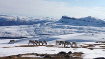 Rein ved Fauskevarden i Førde (Foto: Heidi Lise Bakke/NRK) Rein ved Fauskevarden i Førde (Foto: Heidi Lise Bakke/NRK)