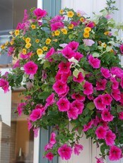 Blomsterampel (Foto: Agnete Bjelland Tjøm/NRK)